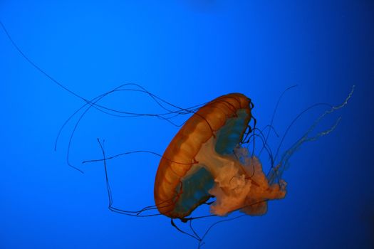 An orange jellyfish against a blue background