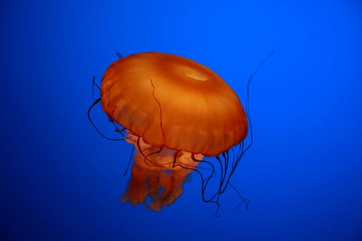 An orange jellyfish against a blue background