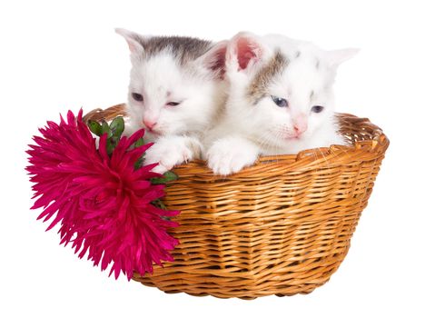 close-up two kittens sitting in basket, isolated on white