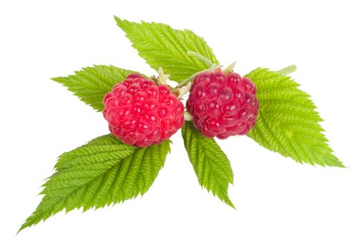 branch of two ripe raspberries, isolated on white