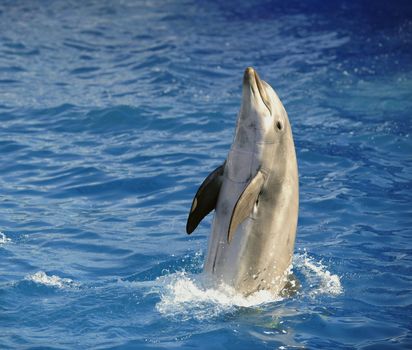 Portrait of the dolphin who has been put out from water.