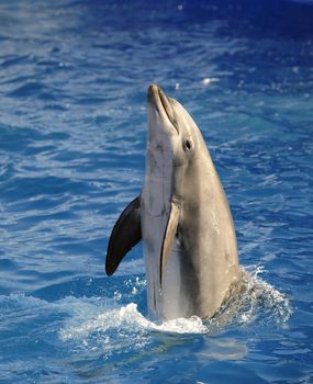 Portrait of the dolphin who has been put out from water.