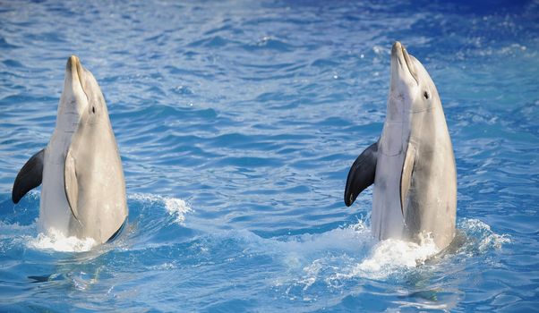 Portrait of the dolphins, who has been put out from water.