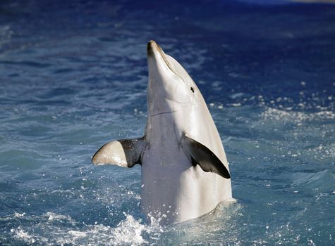 Portrait of the dolphin who has been put out from water.