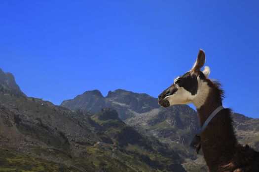 Profile of a lama in Pyrenees Mountains in the vicinity of Col du Tourmalet which is an important stage of Tour de France, which is the biggest cycling race in the world.