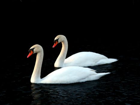 Two Mute Swans (Cygnus olor) float through icy waters in central Illinois.