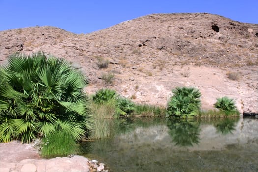 The clear waters of Rogers Spring in the hot desert of Nevada.