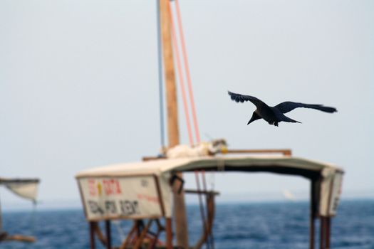 A crow flying in Nungwi, Zanzibar