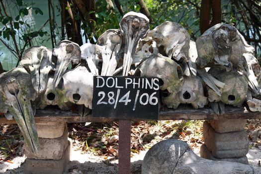 Bones of beached dolphins in Nungwi, Zanzibar