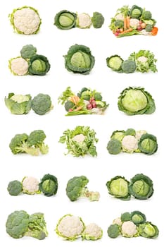 collection of cauliflower, cabbage and broccoli ecological isolated on white background