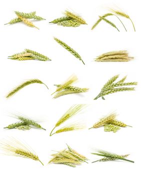 ears of grain collection isolated on white background
