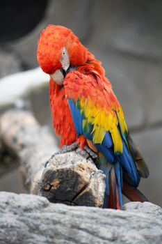 The Scarlet Macaw (Ara Macao), a large, colorful macaw, native to humid evergreen forests in the American tropics