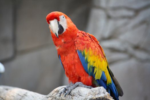 The Scarlet Macaw (Ara Macao), a large, colorful macaw, native to humid evergreen forests in the American tropics