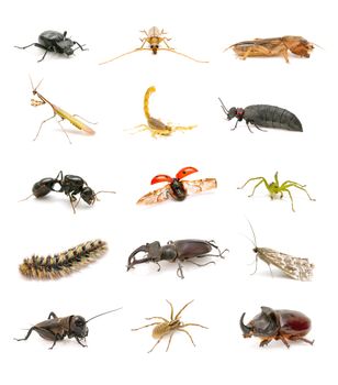 insect collection isolated on white background
