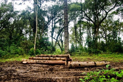 Brazilian pine trunks (Araucaria angustifolia - Araucariaceae) in mud on a rainy day.