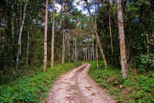 Rural road into the araucaria forest in southern Brazil, Parana State.