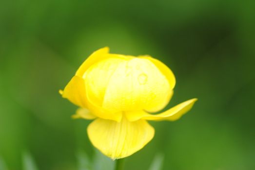 A macro shoot of a yellow flower in the grass