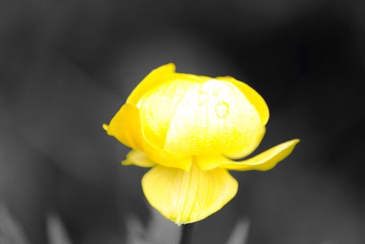 a macro shoot of a yellow flower. I've got colored in grey the background