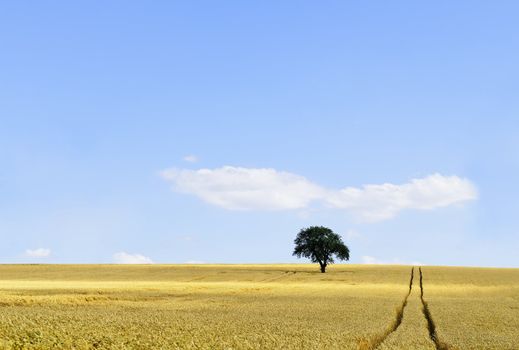 an isolated tree in a cornfield