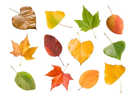 collection of the four seasons leaves isolated on white background
