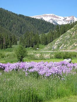A photograph of flowers in the mountains.