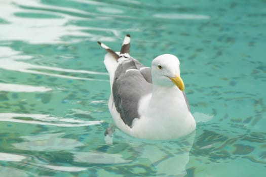One seagull swimming in the clean water