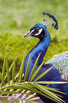 Detail of the head of peacock