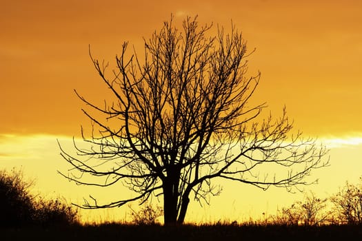 Image of the lone bare tree in the sunset
