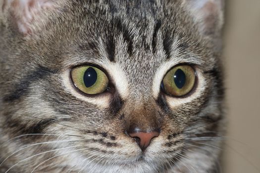 Detail of the kiten face
