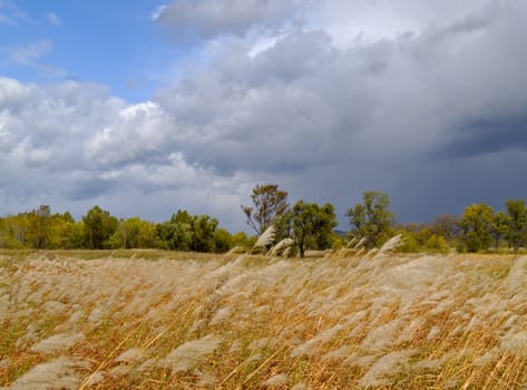 The landscape a meadow with a cane begins a rain   