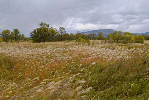 The landscape a meadow with a cane begins a rain  