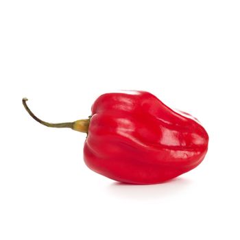 one red chili pepper on the white background