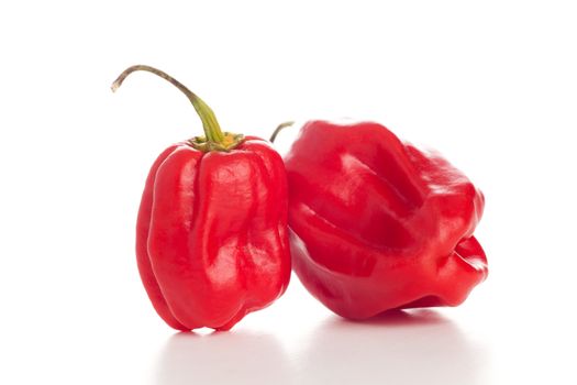 two red chili peppers on the white background