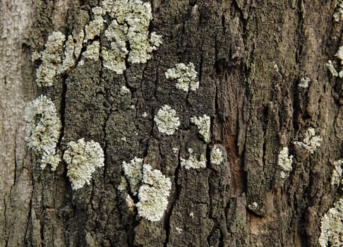 Lichen on wood surface