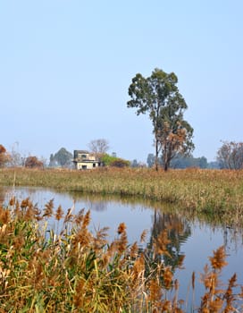 Wetland