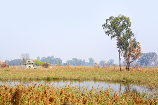 Wetland