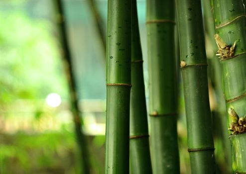 bamboo