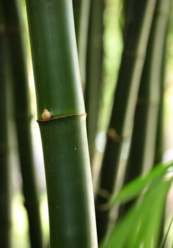 bamboo