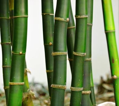 bamboo