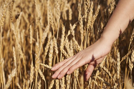 woman's hand stroking the stems of wheat, in the autumn field