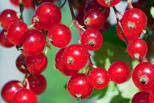 Ripe red currant in sunlight