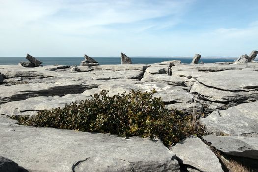 holly plants among boulders in rocky landscape of the burren in county clare ireland