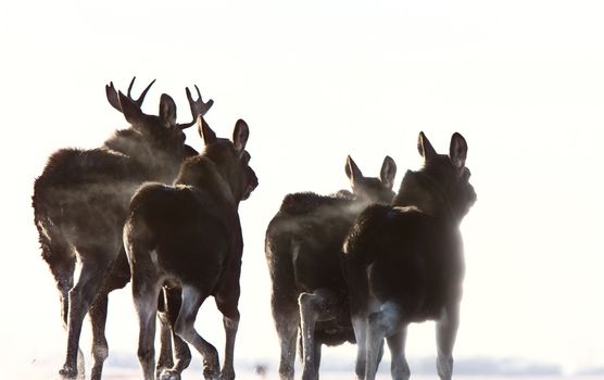 Prairie Moose Saskatchewan Canada Winter Running