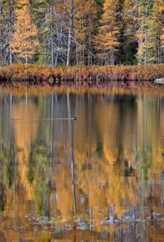 Autumn Trees fall Michigan colors beautiful red orange bird pond