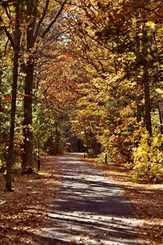 Autumn Trees fall Michigan colors beautiful red orange