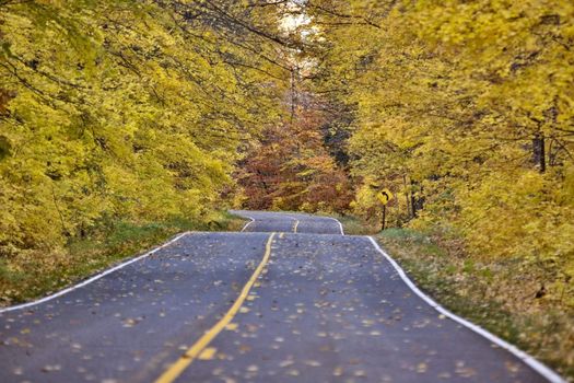 Autumn Trees fall Michigan colors beautiful red orange