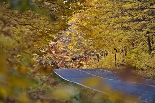 Autumn Trees fall Michigan colors beautiful red orange