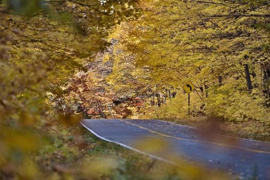 Autumn Trees fall Michigan colors beautiful red orange