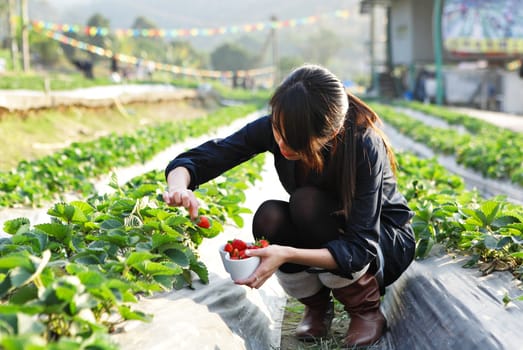 girl pick strawberry for fun in farm