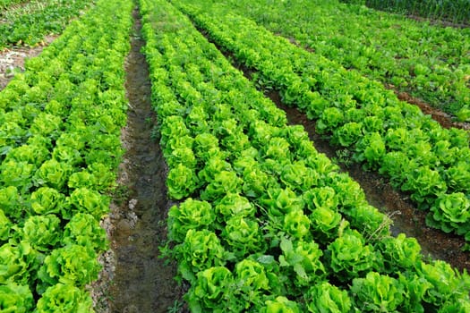 vegetable field